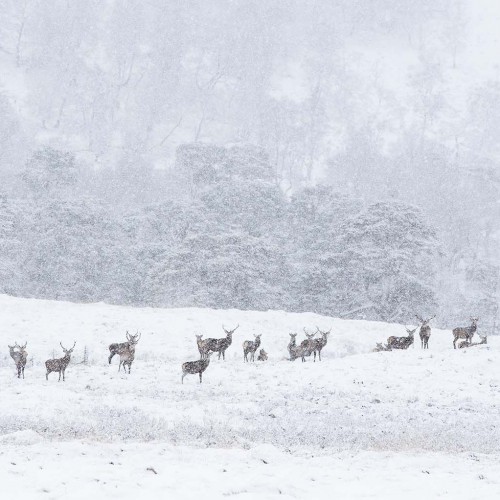 Nature & Wildlife in Rannoch