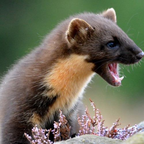 Eye Spy Wildlife Scotland