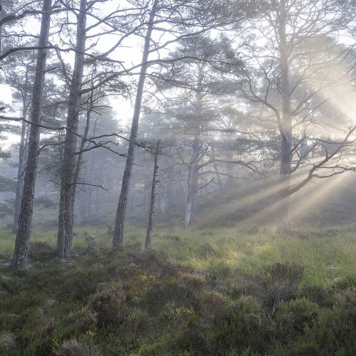 Part of the ancient Caledonian forest