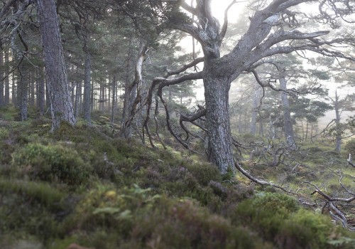 Blackwood of Rannoch