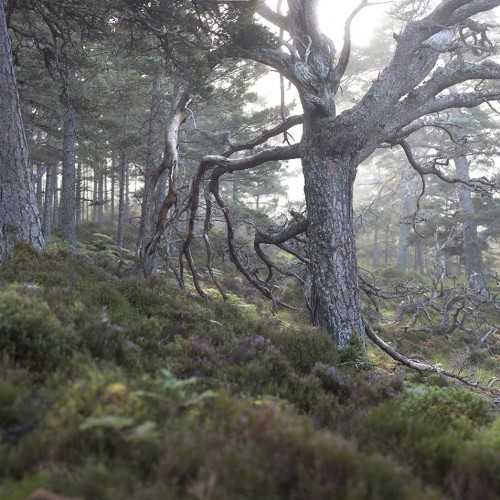 Black Wood of Rannoch Walk