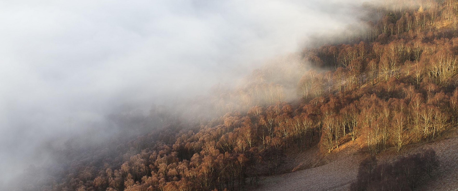 Cloud Inversion Trees