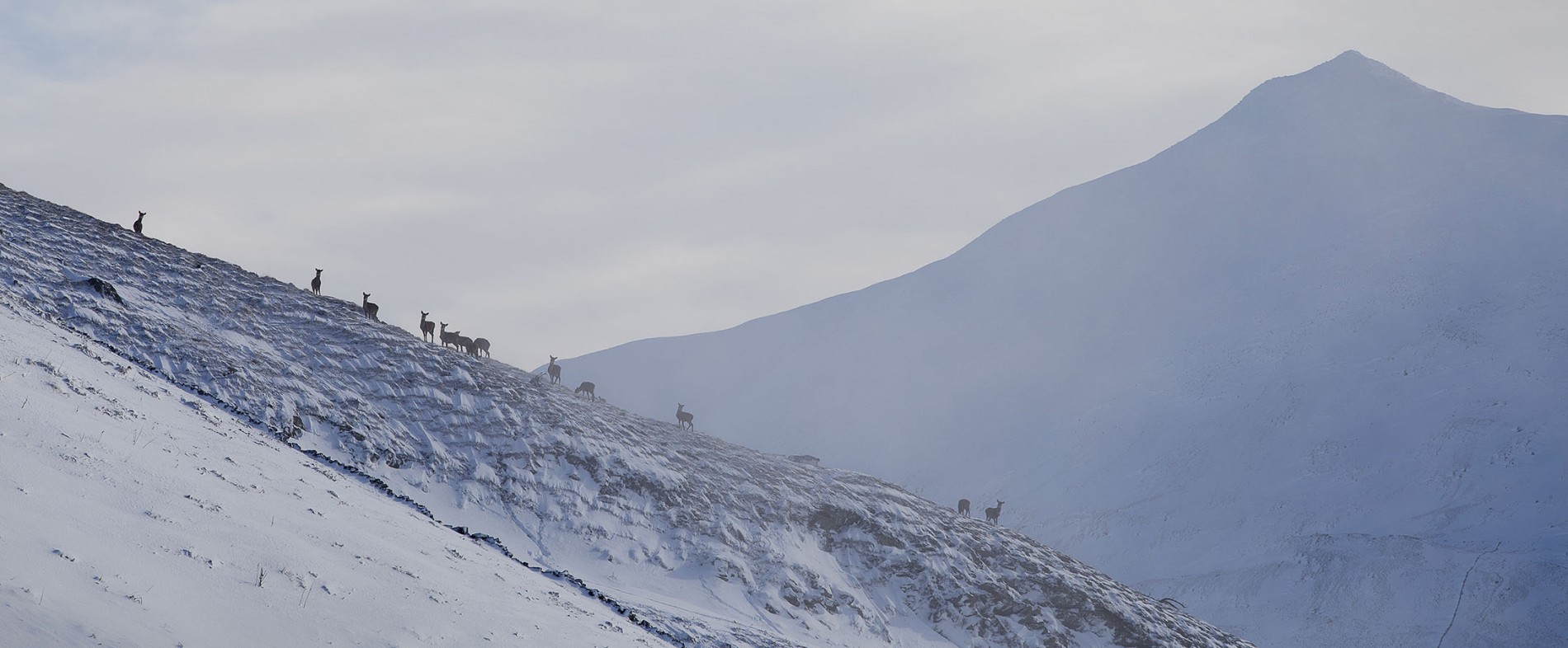 Schiehallion