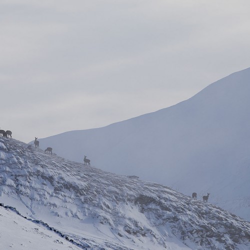 Schiehallion