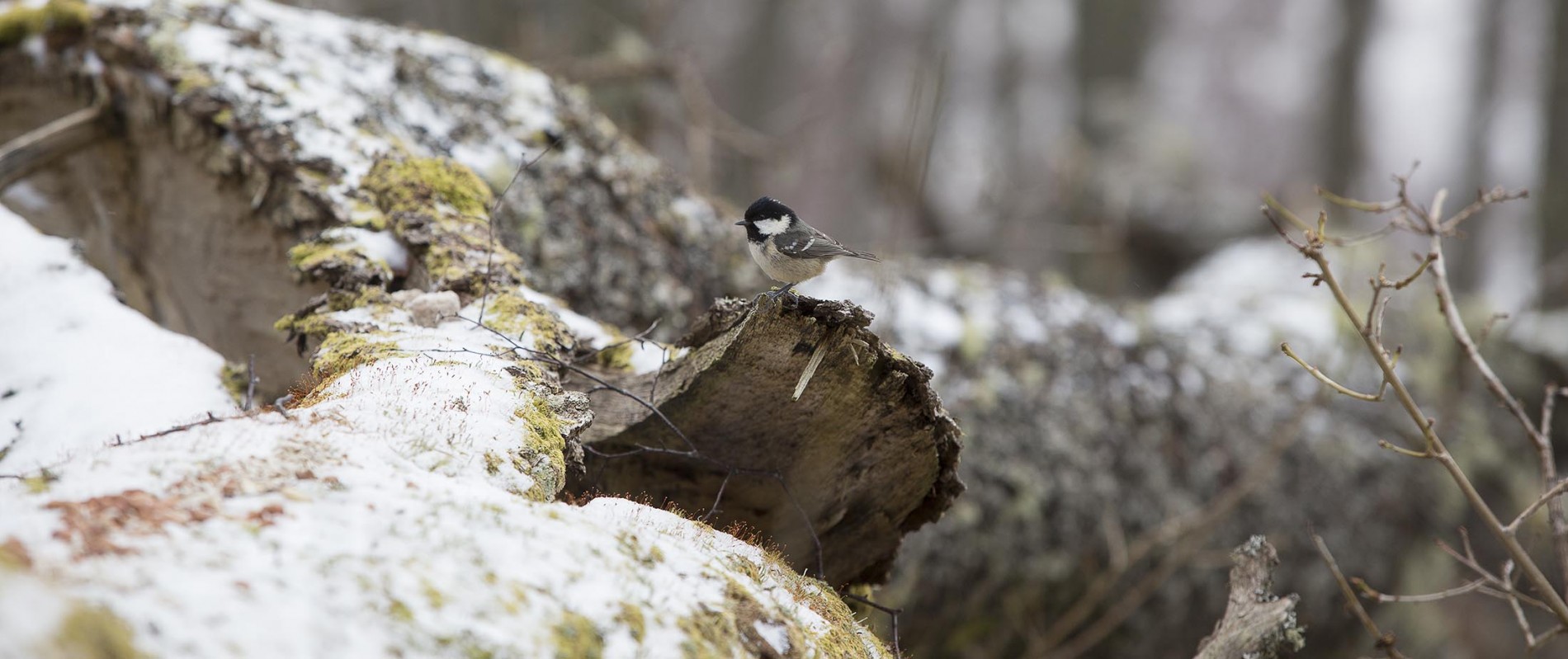 Coal Tit