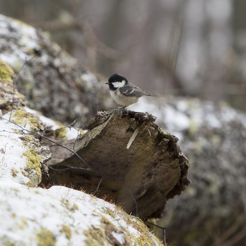 The glen of Rannoch and Tummel teams with wildlife.