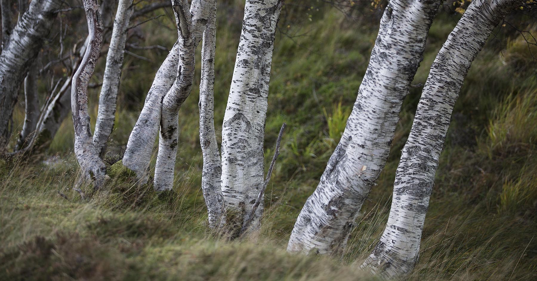 Birch Trees