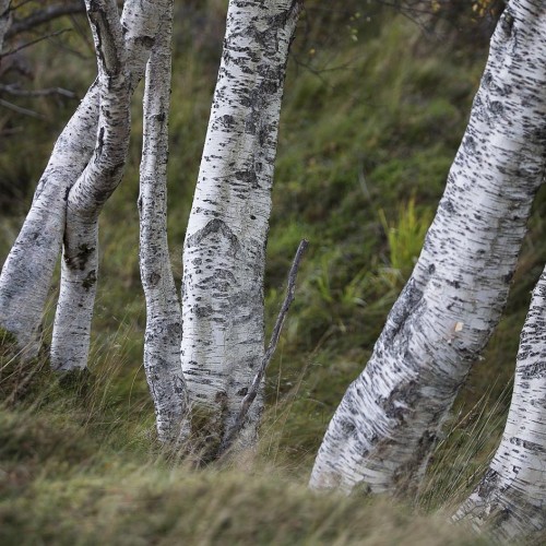 Birch Trees