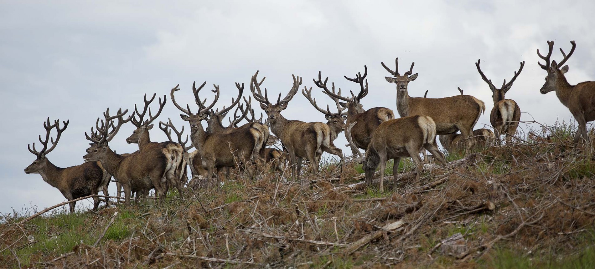 Stags in velvet