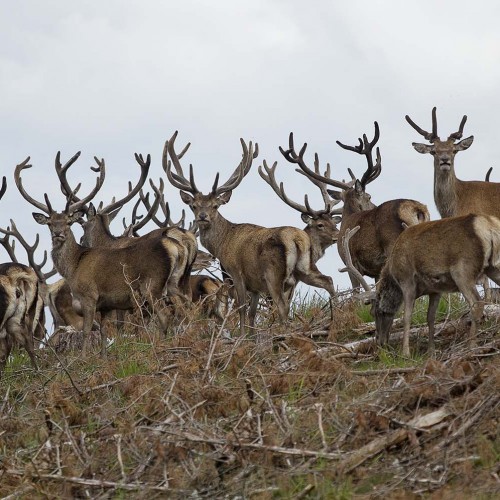 Birds || Animals ||Stags