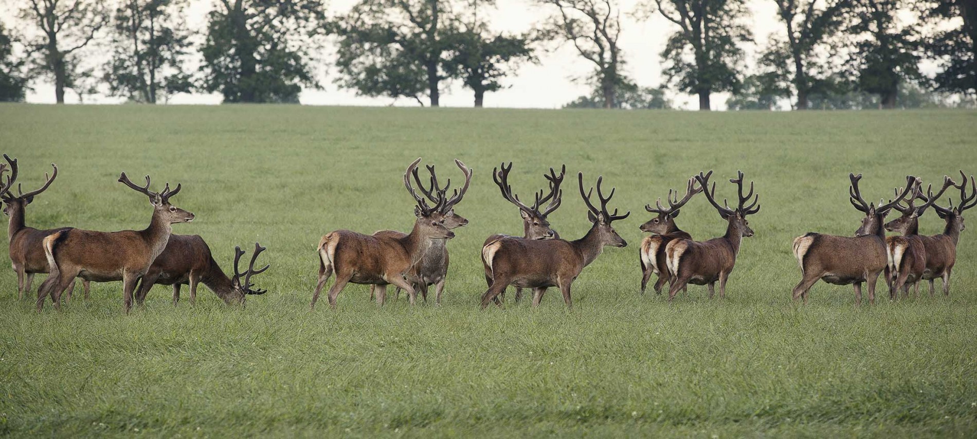 Stags in Velvet