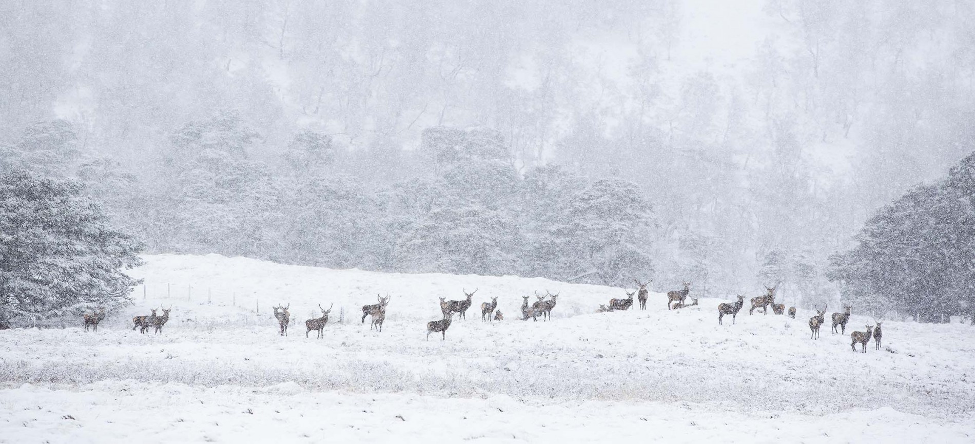 Birds || Animals || Stags || Winter