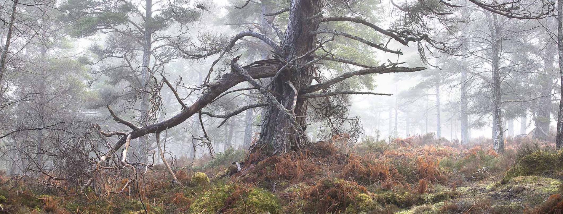 Blackwood of Rannoch - Misty day