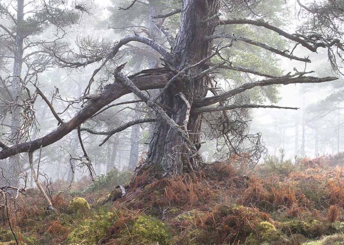 Rannoch is home to the famous Black Wood of Rannoch, a remnant of the ancient Caledonian forest