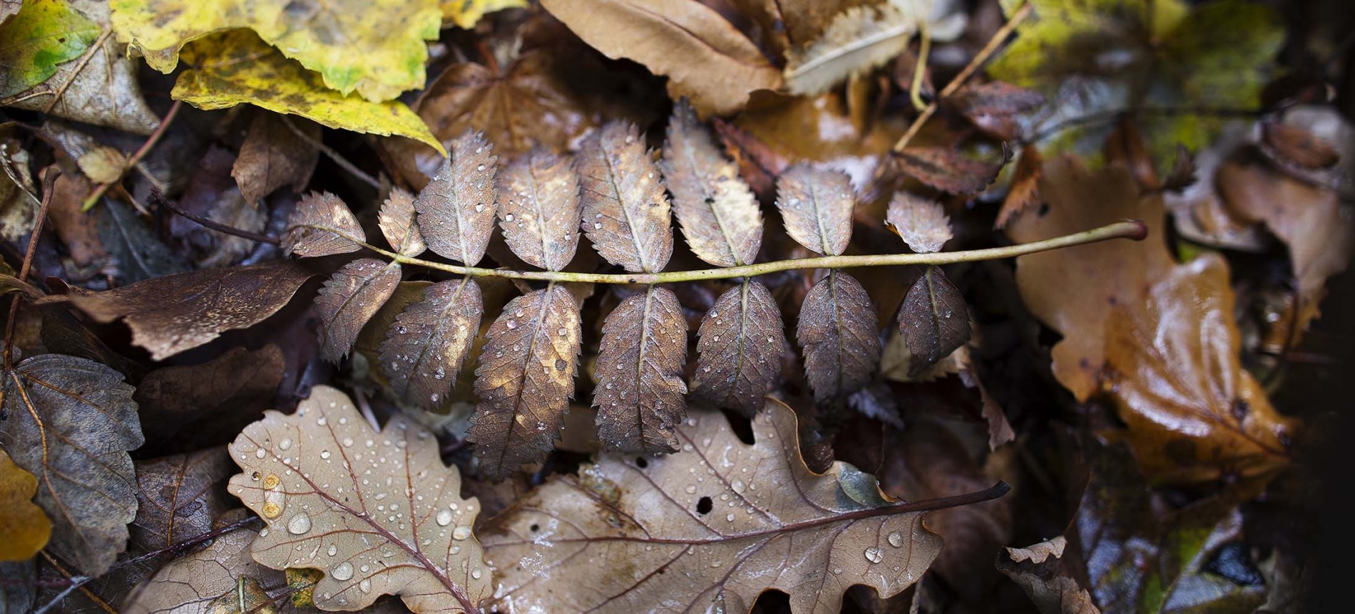 Autumn Leaves