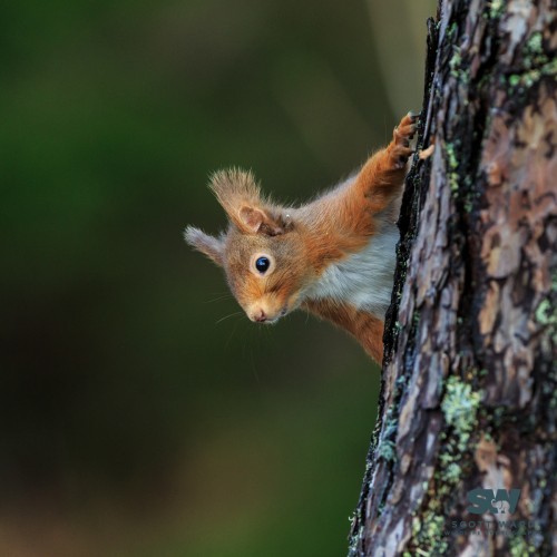Red squirrel 2 by Scott Ward