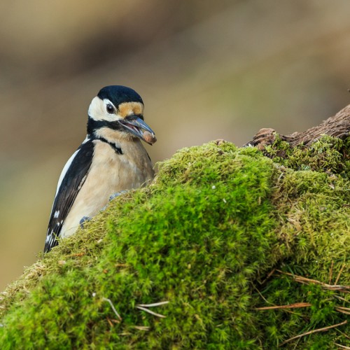 Great Spotted Woodpecker