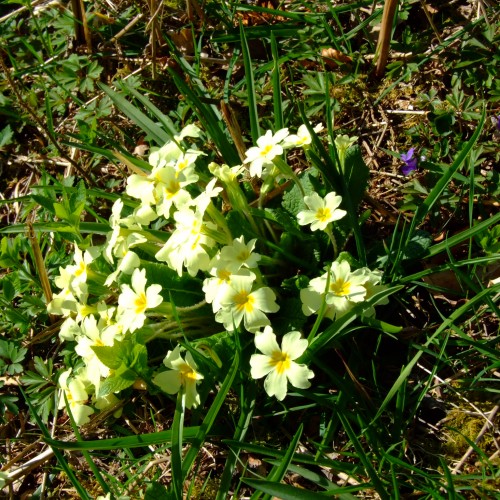 Primroses