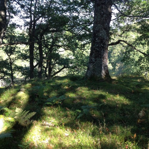 Rannoch Forest Walks