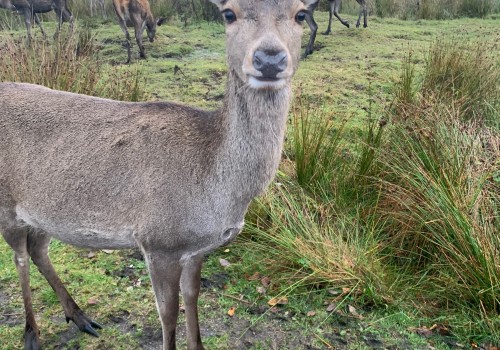 Rannoch Lodge Holiday Cottages: Wildlife